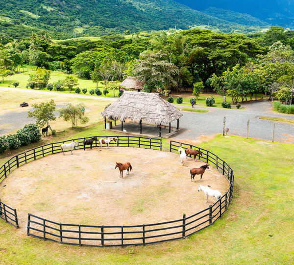 Horses in a round training pen beside a thatched bure at Aviva Ranch in the Sabeto valley, Fiji